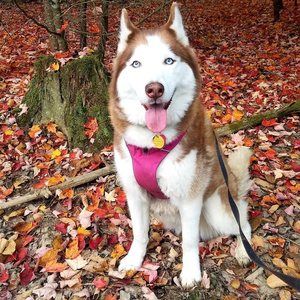 Meet your Posher, Gina